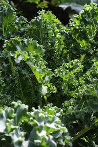 Public Domain. (From http://www.photos-public-domain.com/2011/08/06/kale-growing-in-garden/). Kale, salad, green, organic, local, locavore, greens, fresh.