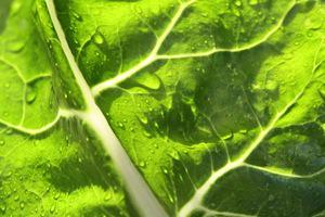 Public Domain. (From http://www.photos-public-domain.com/2012/04/23/wet-leaf-close-up-texture/). Lettuce, salad, greens, green.
