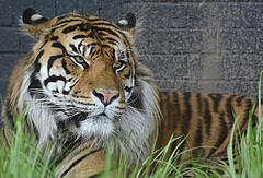 Flickr/Martin Pettitt