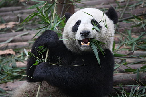 Giant Panda Eating